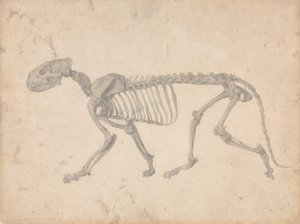 A Comparative Anatomical Exposition of the Structure of the Human Body with that of a Tiger